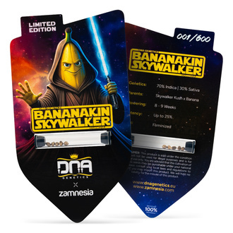 Bananakin Skywalker (Zamnesia Seeds x DNA Genetics) feminisiert