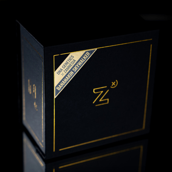 Bananakin Skywalker (Zamnesia Seeds x DNA Genetics) feminisiert