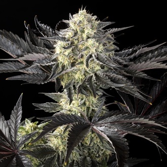 Zoap Rosé (Kannabia) feminisiert