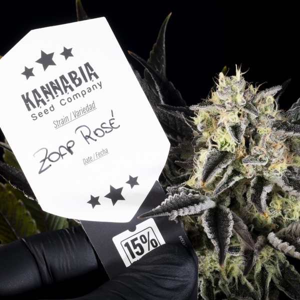 Zoap Rosé (Kannabia) feminisiert