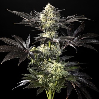 Zoap Rosé (Kannabia) feminisiert