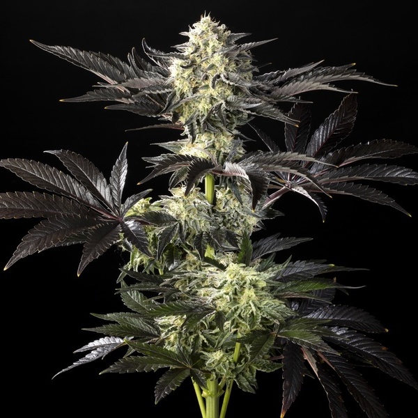 Zoap Rosé (Kannabia) feminisiert