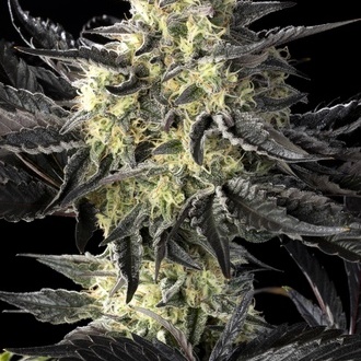 Zoap Rosé (Kannabia) feminisiert