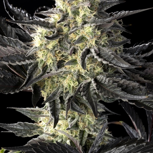 Zoap Rosé (Kannabia) feminisiert