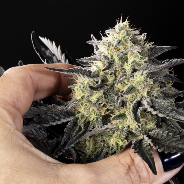 Zoap Rosé (Kannabia) feminisiert