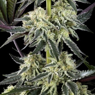 Zoap Rosé (Kannabia) feminisiert