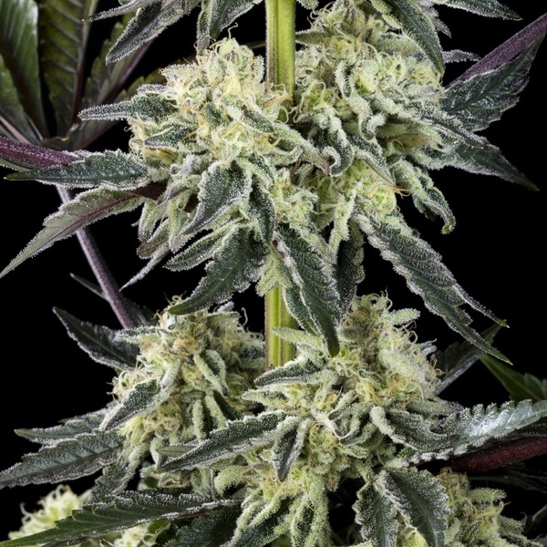 Zoap Rosé (Kannabia) feminisiert