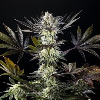 Zoap Rosé (Kannabia) feminisiert