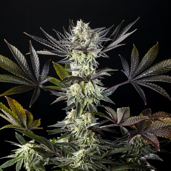 Zoap Rosé (Kannabia) feminisiert