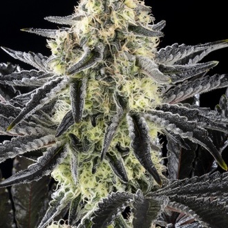 Zoap Rosé (Kannabia) feminisiert