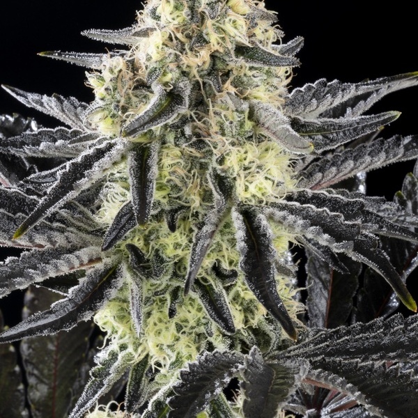 Zoap Rosé (Kannabia) feminisiert