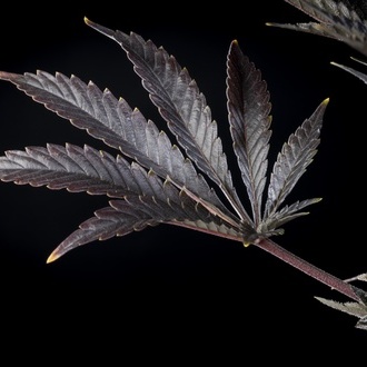 Zoap Rosé (Kannabia) feminisiert