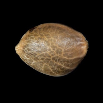 Zoap Rosé (Kannabia) feminisiert