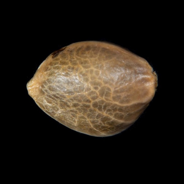 Zoap Rosé (Kannabia) feminisiert