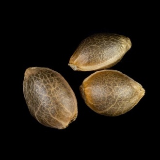 Zoap Rosé (Kannabia) feminisiert