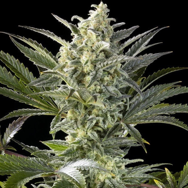 Clementine Slush (Kannabia) feminisiert