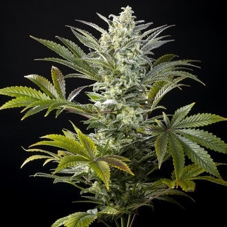 Clementine Slush (Kannabia) feminisiert