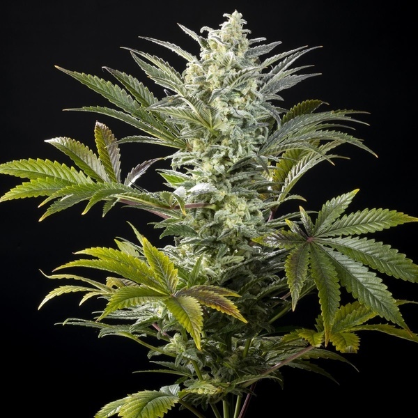 Clementine Slush (Kannabia) feminisiert