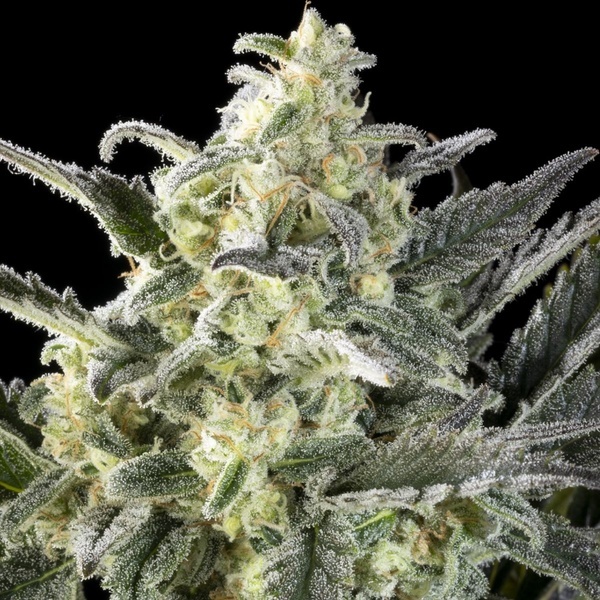 Clementine Slush (Kannabia) feminisiert