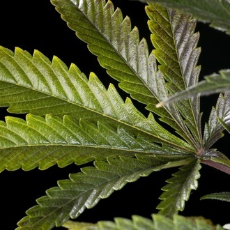 Clementine Slush (Kannabia) feminisiert