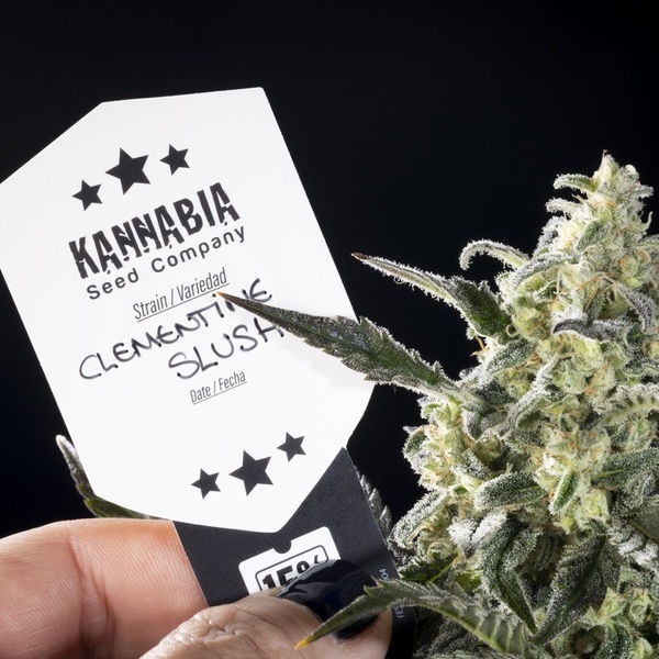 Clementine Slush (Kannabia) feminisiert