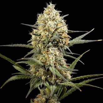 Clementine Slush (Kannabia) feminisiert