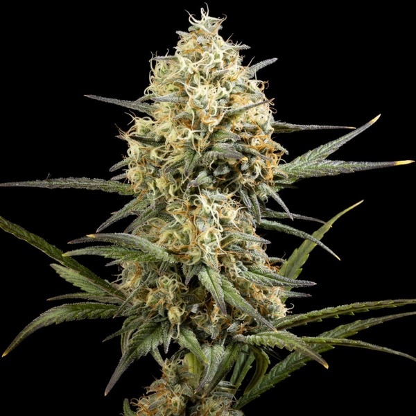 Clementine Slush (Kannabia) feminisiert