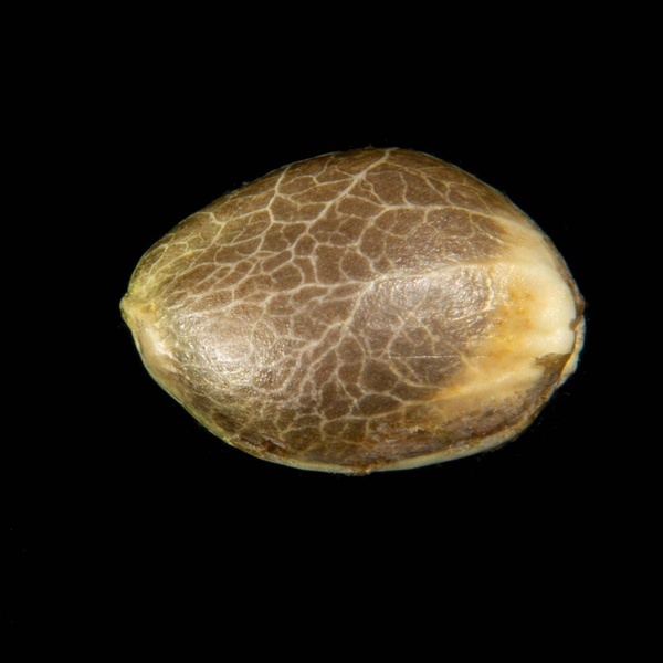 Clementine Slush (Kannabia) feminisiert