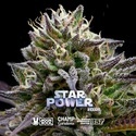 Star Power (BSF Seeds x Moon Rock) feminisiert