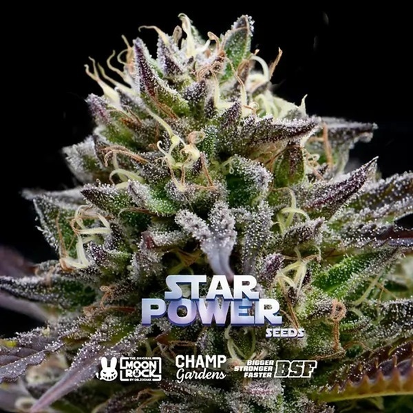 Star Power (BSF Seeds x Moon Rock) feminisiert