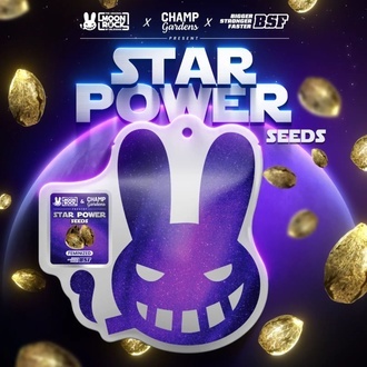 Star Power (BSF Seeds x Moon Rock) feminisiert