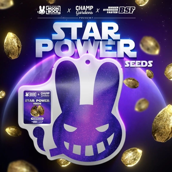 Star Power (BSF Seeds x Moon Rock) feminisiert