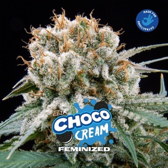 Choco Cream (BSF Seeds) feminisiert