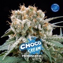 Choco Cream (BSF Seeds) feminisiert