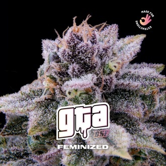 GTA (BSF Seeds) feminisiert