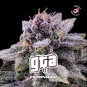 GTA (BSF Seeds) feminisiert
