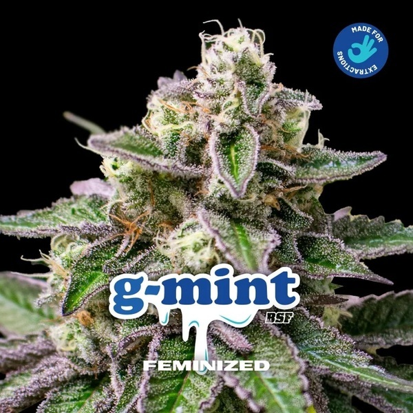 G-Mint (BSF Seeds) feminisiert