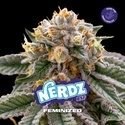 Nerdz (BSF Seeds) feminisiert