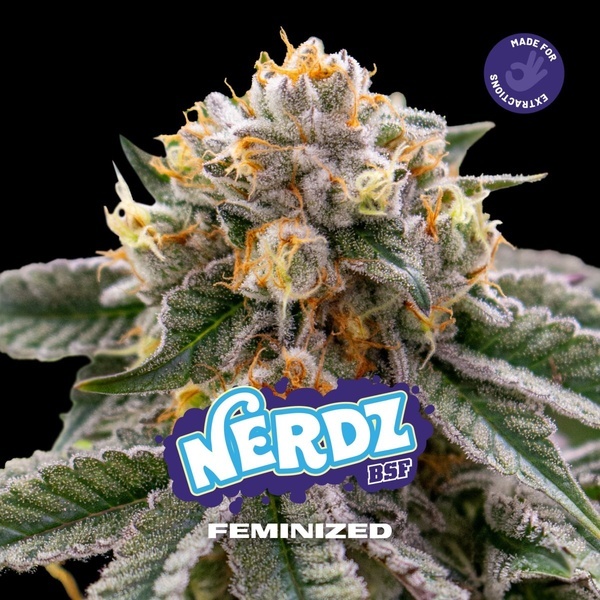 Nerdz (BSF Seeds) feminisiert