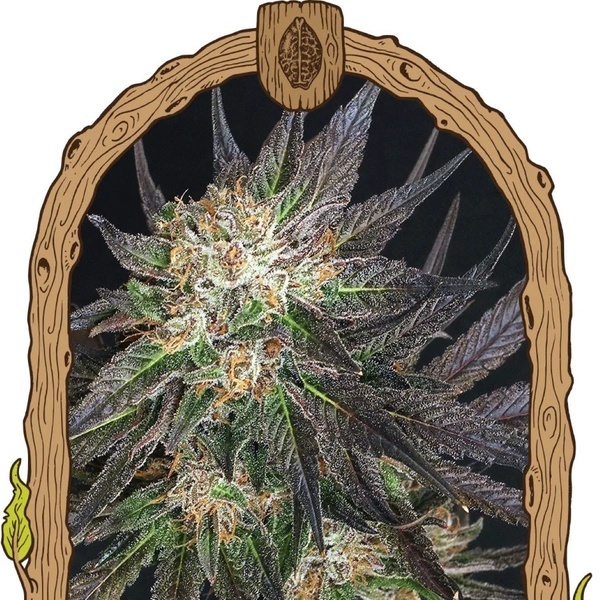 Georgia Cream (Exotic Seed) feminisiert