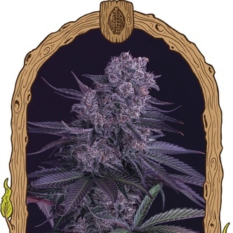 Quick Black Lemon (Exotic Seed) feminisiert