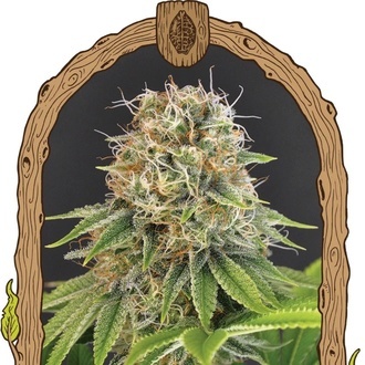 Wedding Monkey (Exotic Seed) feminisiert