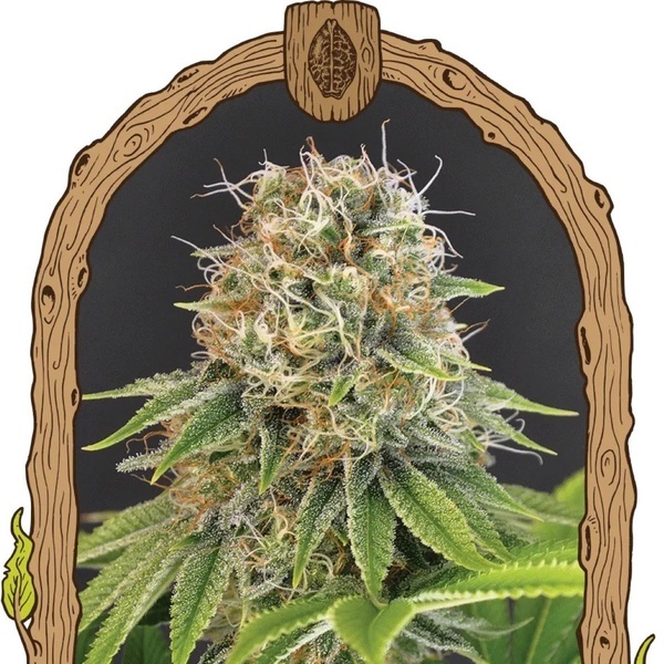 Wedding Monkey (Exotic Seed) feminisiert