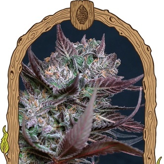 Black Lemon (Exotic Seed) feminisiert