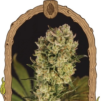 Candy Jungle Auto (Exotic Seed) feminisiert