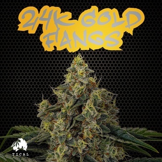 24K Gold Fangs (TICAL) feminisiert 24K Gold Fangs (TICAL) feminisiert