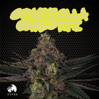 Spazzola Garletti (TICAL) feminisiert