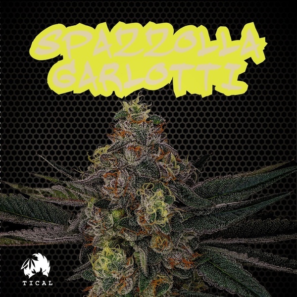 Spazzola Garletti (TICAL) feminisiert