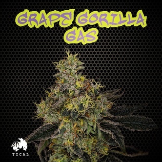 Grape Gorilla Gas (TICAL) feminisiert