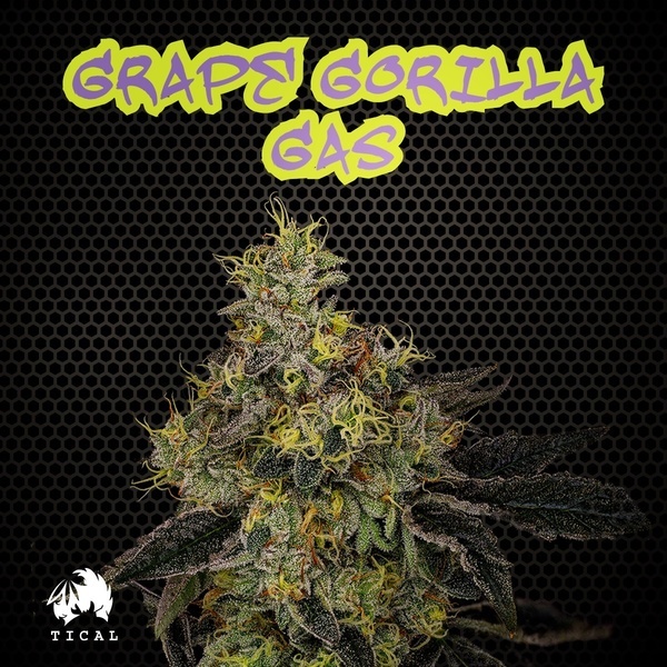 Grape Gorilla Gas (TICAL) feminisiert